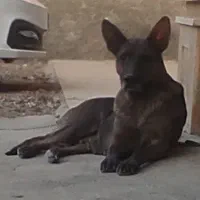 سگ مایلیونیز|سگ|هشتگرد, خور|دیوار