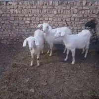 بز سانن شکم اول