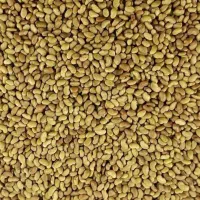 بذر یونجه پایه بلند ماران همدان