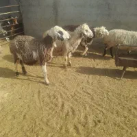 ۲راس میش چاق کشتاری گوشت مصارف خانگی ۶۵۰خالص