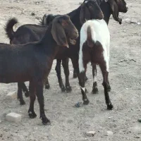 چهار عدد کولار پاکستانی یک ساله آبستن ضمانتی|حیوانات مزرعه|ملکآباد, |دیوار