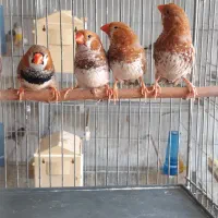 فنچ گلدین زبرا کرواتی بنگالی|پرنده|کرج, ساسانی (قلمستان)|دیوار