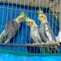 عروس هلندی قناری نر