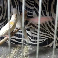 سلام ۴عدد قناری ماده آماده پس کوزهی