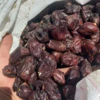 خرید ضایعات خرما چل پون