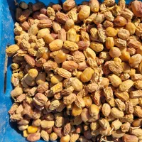 فروش ۲۵تن خرمای قصب درجه ۱