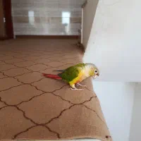 طوطی گرینچیک ماده