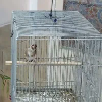 سهره نر سرسیاه