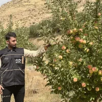 تولید و فروش نهال سیب لازا