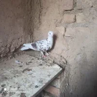 ۱۳ عدد کفتر پرشی روزگاری|پرنده|گلپایگان, |دیوار
