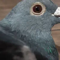 کفتر.پلاکی|پرنده|قدس, شهرقدس|دیوار