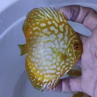 دیسکس گرید A