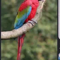 فروش آرا قرمز