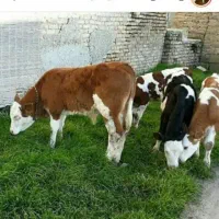 سیمینتال نر|حیوانات مزرعه|قم, مهدی آباد|دیوار