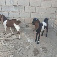 دو عدد  کهری بزری درجه یک داشتی|حیوانات مزرعه|داراب, |دیوار