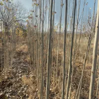 نهال اصلاح  شده صنوبر  ترک وتبریز وبومی همدان