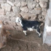 بز و کهره