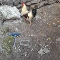 خروس