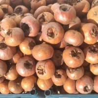 فروش ازگیل تناژ به قیمت عمده|خوردنی و آشامیدنی|اردبیل, |دیوار