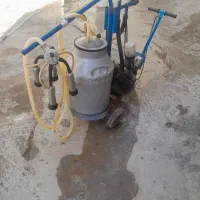 شیر دوش اسد اباد روستای چنار علیا