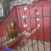 طوطی برزیلی|پرنده|بروجرد, |دیوار