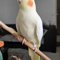 عروس هلندی پرحرف