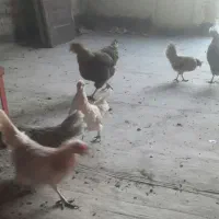 مرغ وخروس فونیکس|حیوانات مزرعه|قم, شهدا|دیوار