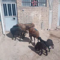 میش و بره|حیوانات مزرعه|نهاوند, |دیوار