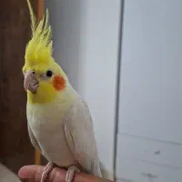 عروس هلندی نر و ماده لوتینو