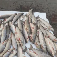 سفیدماهی وسیاه کولی