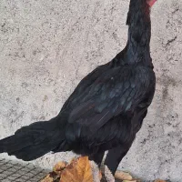 مرغ وخروس لاری اصیل|حیوانات مزرعه|بندرعباس, |دیوار