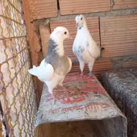 چهار تا کنه وطوقی جوجه