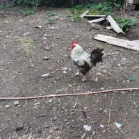 خروس های مولد پرکامل سیامرندی.گلپایگانی.گلین.برهما|حیوانات مزرعه|خرمآباد (تنکابن), |دیوار