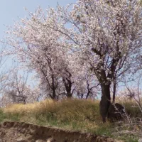 کود کبوتر
