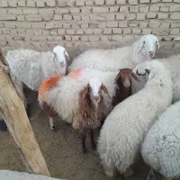 دو راس بره ماده کله بور