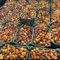 رطب تازه جنوب -رطب خرما کبکاب بوشهر خشت|خوردنی و آشامیدنی|تهران, شیراز|دیوار