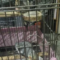 عروس هلندی جفت خورده|پرنده|تهران, جوانمردان (اندیشه)|دیوار