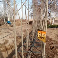 نهال چنار 4 ساله|خدمات باغبانی و درختکاری|تهران, بوستان چیتگر|دیوار