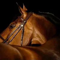 باشگاه سوارکاری چشمه ساران