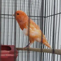 انواع قناری نر بخون ،سرخ ،پرتقالی سوخته|پرنده|سمنان, |دیوار