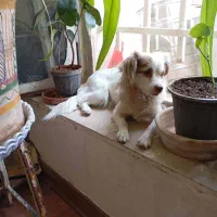 سلام واگذاری سگ نژاد آشپیتز هنوز توله هس|سگ|شیراز, محراب|دیوار