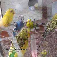 مرغ عشق سالم ضمانتی|پرنده|ایرانشهر, |دیوار