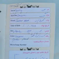 سگ آپارتمانی|سگ|حمیدیا, |دیوار