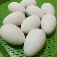 تخم غاز محلی