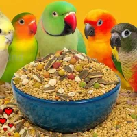 مخلوط غذای ویژه پرندگان