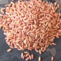 گندم اصلاح شده بذزی|خدمات باغبانی و درختکاری|اسلام‌‌آباد غرب, |دیوار