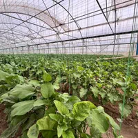 ۱هکتارگلخانه/سند۶دانگ/زیرکشت محدوده یوسف رضا