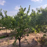 یک-هکتار-زمین-پسته-احمد-آقایی-احمد-آباد-مهریز