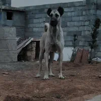 واگذاری سگ سرابی