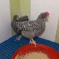 مرغ و خروس نیمچه نژادها زینتی برهما، سلطان ، آمروک|حیوانات مزرعه|قم, شهرک امام حسن|دیوار
